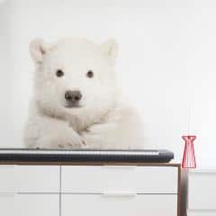 Dekorace na zeď - lední medvídek