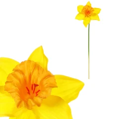 Narcis - umělý květ na stonku, žluto-oranžový KN7043 YEL-OR