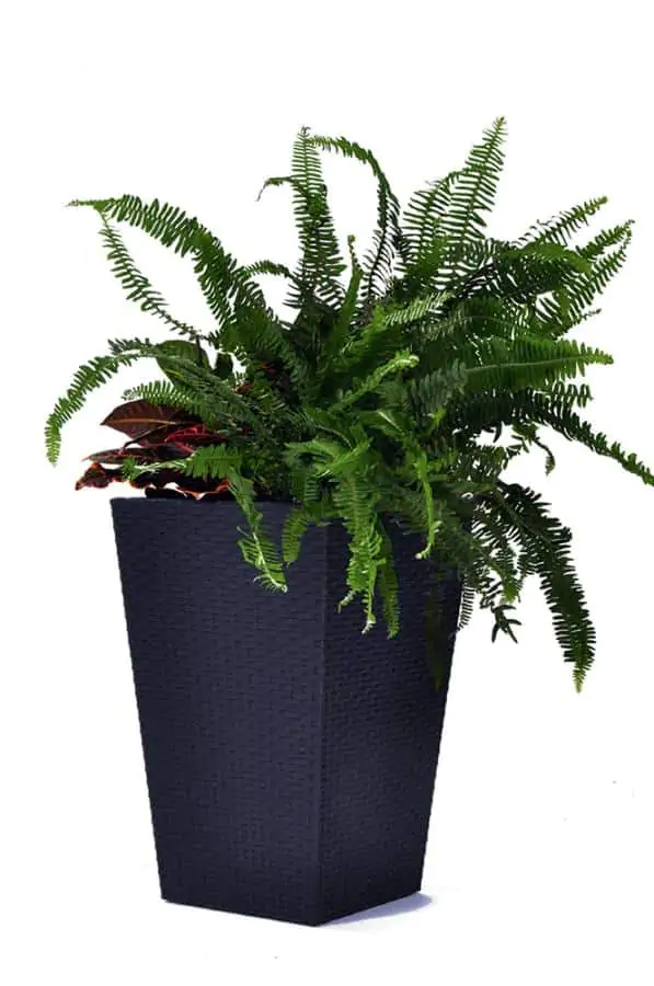 Levně Keter Květináč Rattan planter M