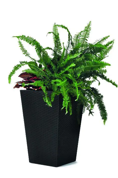 Keter Květináč Rattan planter S